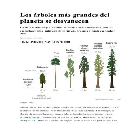 Los árboles más grandes del planeta se desvanecen
