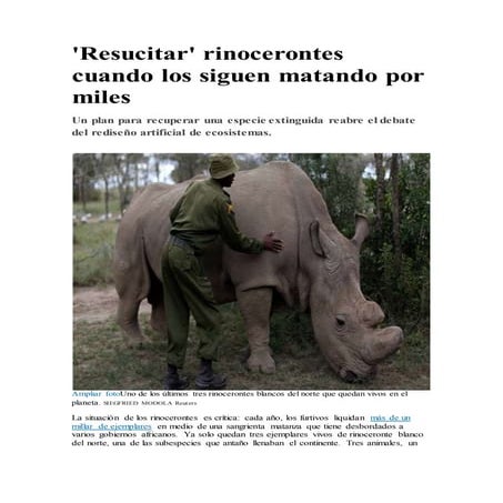 'Resucitar' rinocerontes cuando los siguen matando por miles