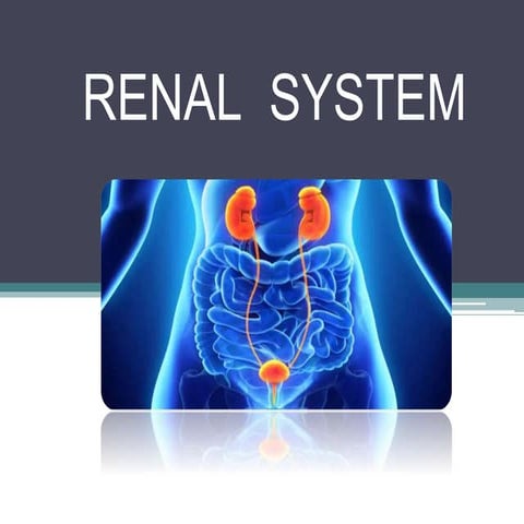 Renal System Anatomy
