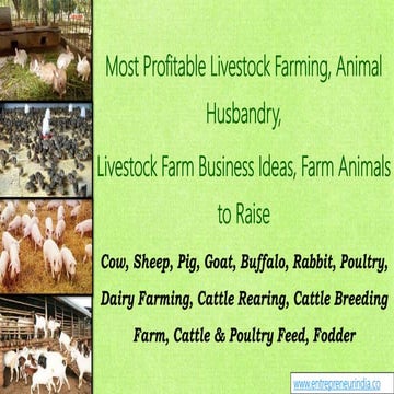 Most Profitable Livestock Farming, Animal Husbandry, Livestock Farm Business ...