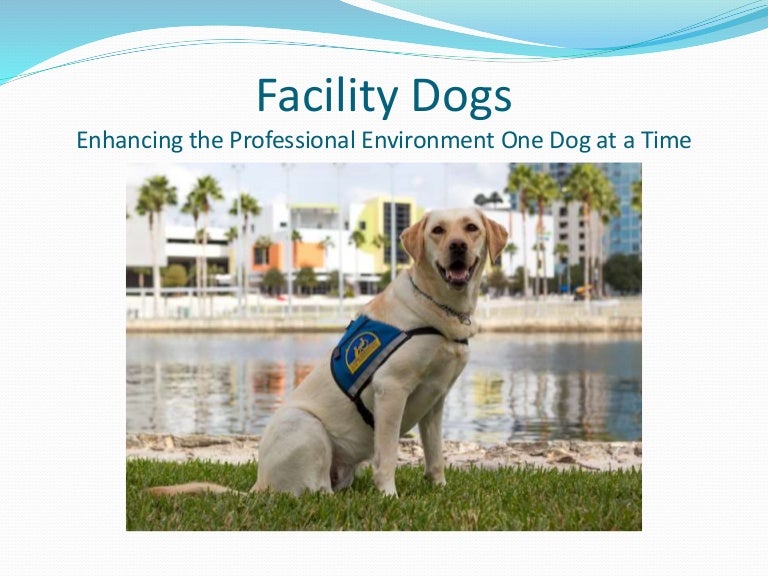 giant stuffed koala bear