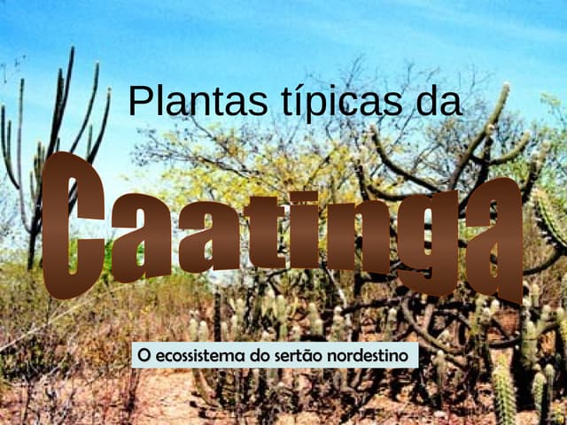 Plantas Tìpicas da Caatinga | PPT