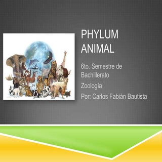 Phylum Animal