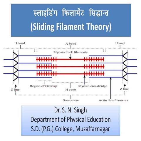 Sliding filament theory by Dr. S. N. Singh | PPT