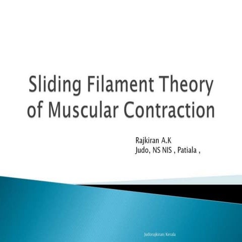 Sliding filament theory muscle contraction | PPT