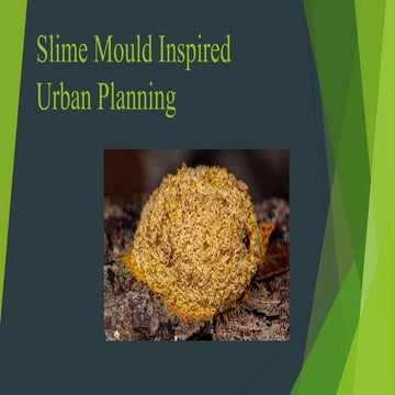 Slime Mould Inspired Urban Planning 2.pptx