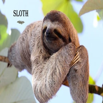 All about sloths | PPTX