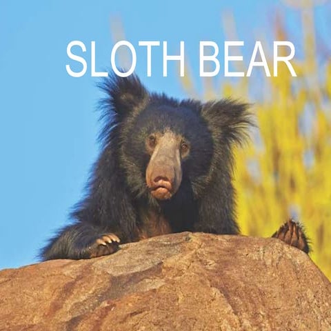 Sloth bear 