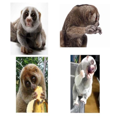 Slow loris power point | PPTX