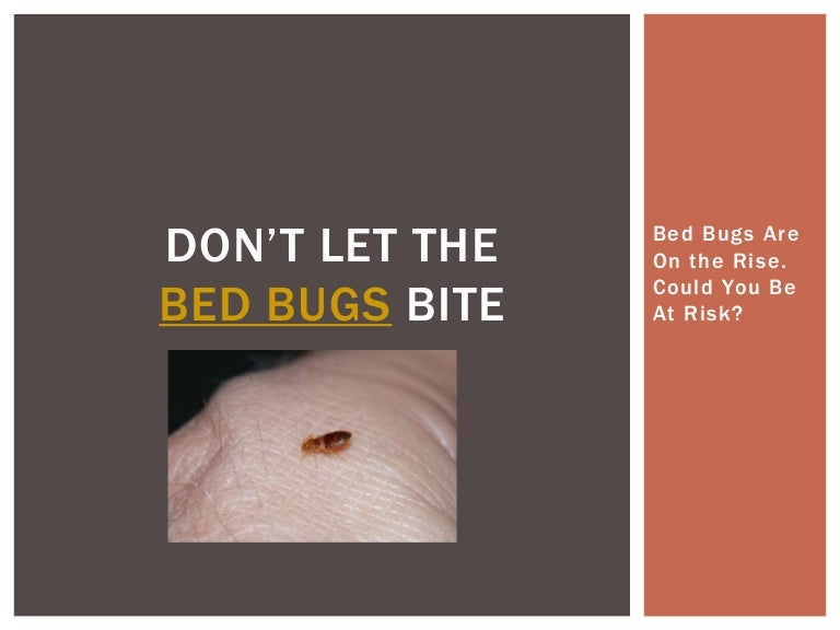 Don’t Let the Bed Bugs Bite Bed Bugs Are On the Rise. Could You Be