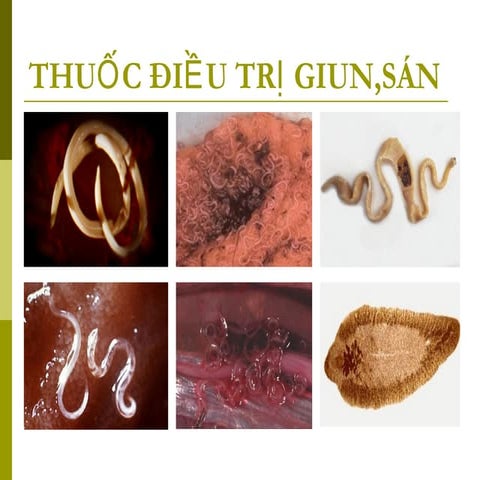 Đại cương về giun sán và một số thuốc điều trị giun sán | PPT