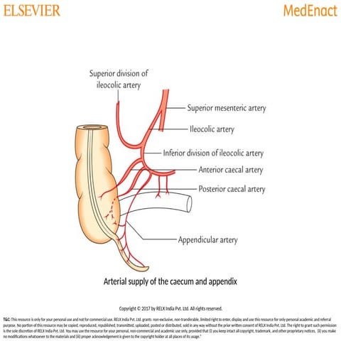 Small and Large Intestines.pptx along with the blood supply