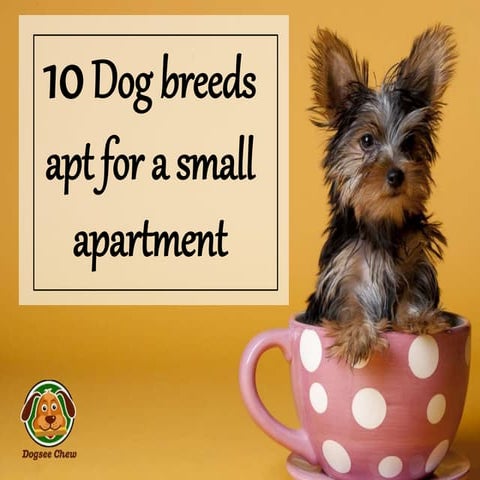 View of 10 Small Dog Breeds to Own if You Live in a Small Apartment | PPTX