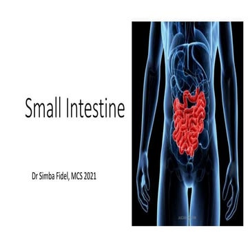 Small intestine