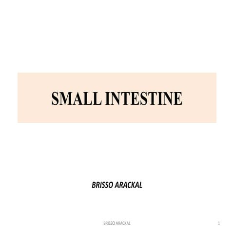 Small Intestine Pdf – The Anatomy of the Small Intestine 1 – ELFOH