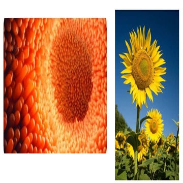 Small Intestine.pptx