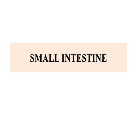 Small intestine.pptxxxxxxxxxxxxxxxxxxxxx
