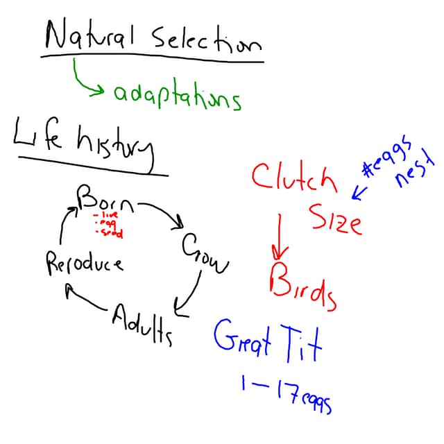 Smart Board Notes- Clutch Size