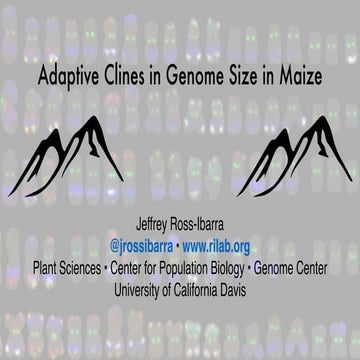 Adaptive evolution of genome size across altitudinal clines in maize