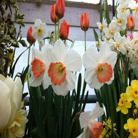 Smith College Bulb Show March 2011