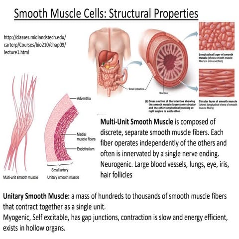 Smooth muscle bgt-2019