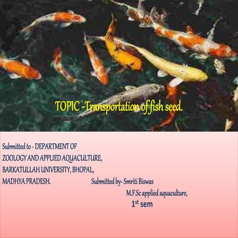 Trasportation of fish seed.