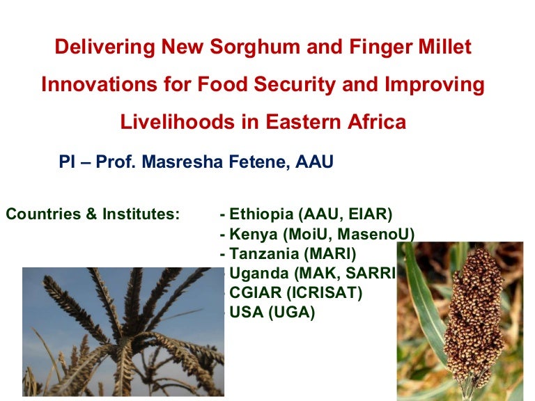 Delivering new and finger millet innovations for food securit…