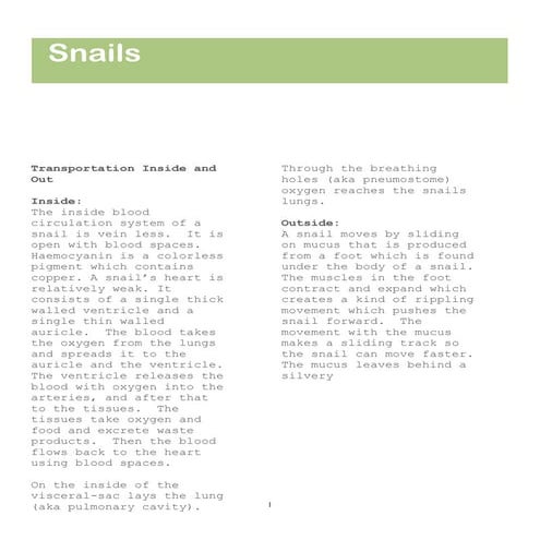 Snail 12345