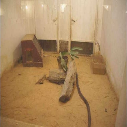 The Snake, the Scorpion, the turtle in Egypt