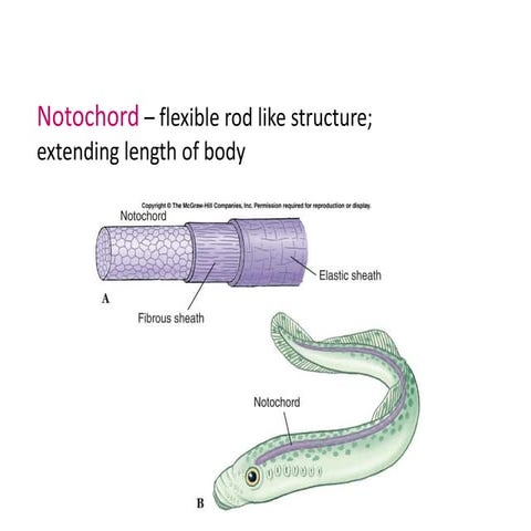 Snake | PPT