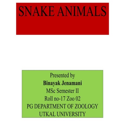 Snake animals