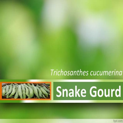 Snake gourd