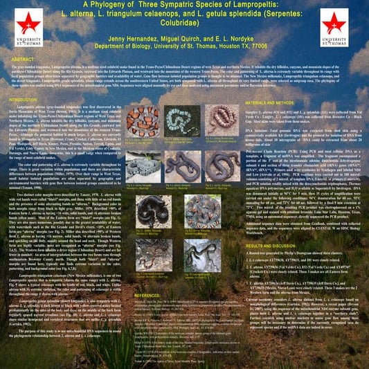 A Phylogeny of  Three Sympatric Species of Lampropeltis: