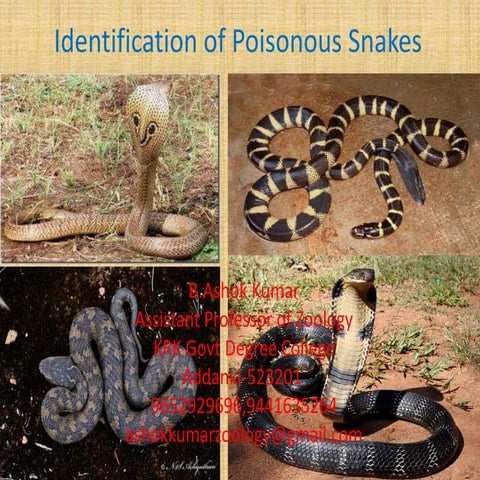 Snakes identification