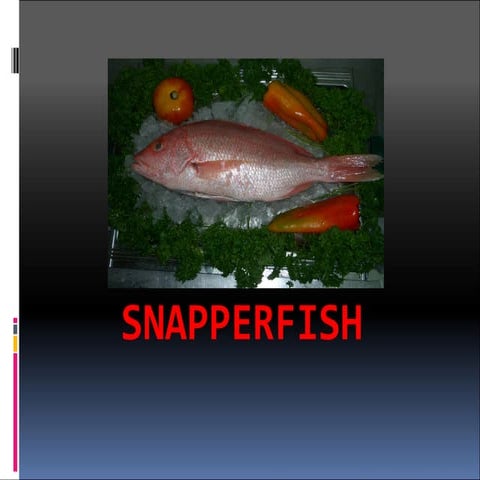 Snapper