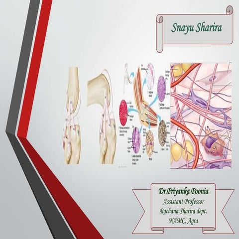Snayu Sharira.pptx