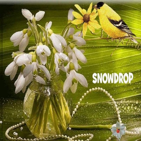 Snowdrop