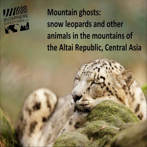 Snow Leopards | PPTX