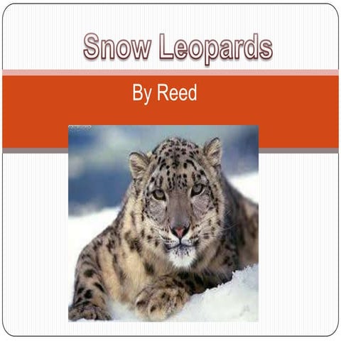 Snow leopards[1]