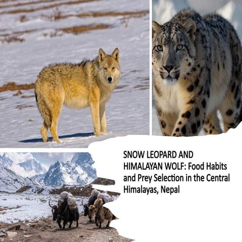 SnowLeopard_Wolf_Presentation (1).pptx pre | PPTX