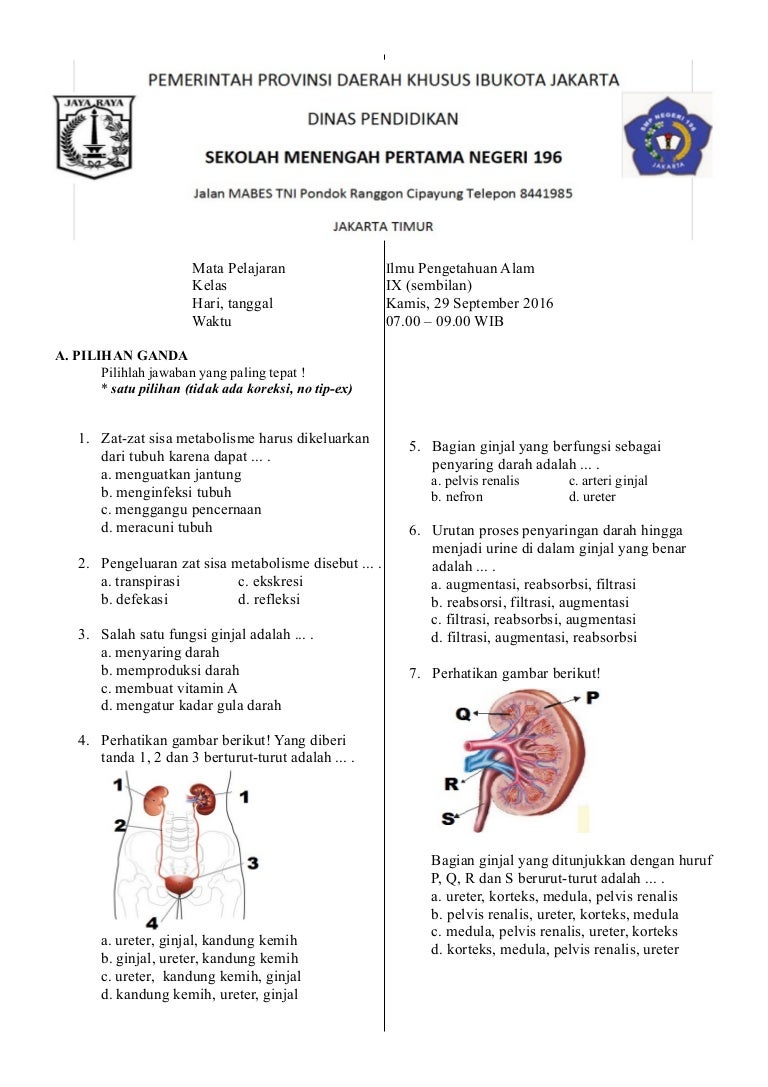 Unduh 570 Gambar Ginjal Yang Berfungsi Untuk Filtrasi Darah Terbaru Gratis HD