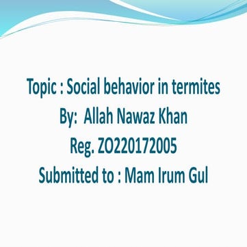 Social behavior in termites