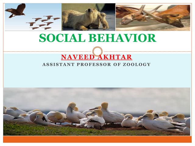 Social Behavior in Animals 