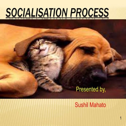 Socialisation process
