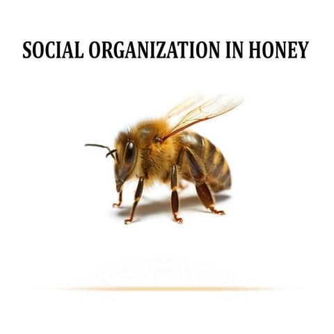 Social organization in honey bees 