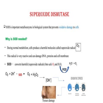 Comprehensive Overview of Superoxide Dismutase Enzymes and Their Metal ...