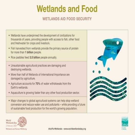 WETLANDS AND FOOD. | PDF