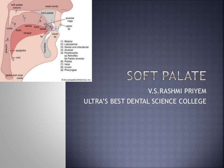 Soft Palate