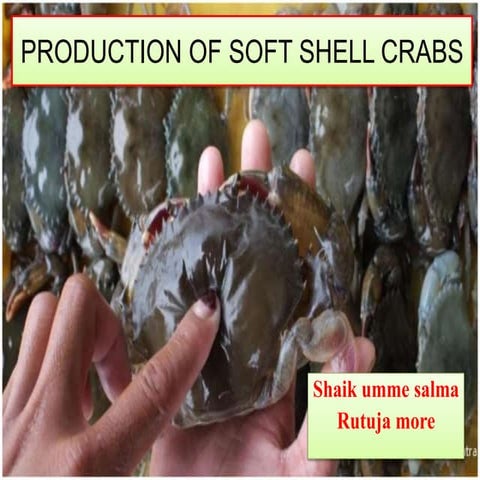 Soft shell producttion