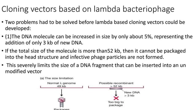lambda cloning vector